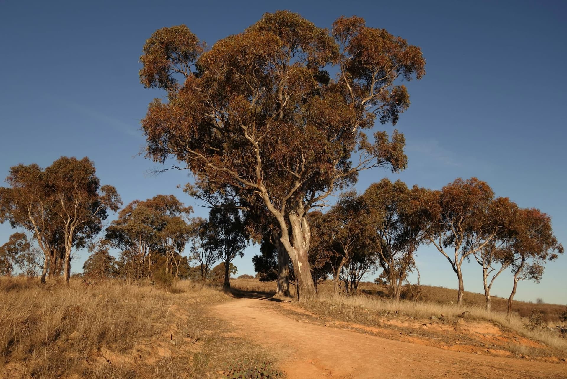 Dirt road winding past gum trees in dry country